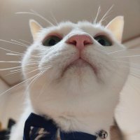 みずき (@arc0irisrosa) 's Twitter Profile