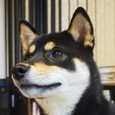 shibaCARO Profile Picture