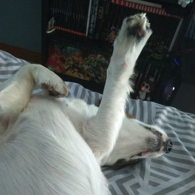 Bienvenido a un perfil extraño // Front-end developer y QA Tester// friki, rockero, pcero y amante del terror. Twitch: https://t.co/FVb0VE6Axt
