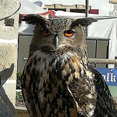 FAmstart's profile picture. Wer die Freiheit aufgibt, um Sicherheit zu gewinnen, wird am Ende beides verlieren;

liberal, Bevormundung ist Schwäche, wer Blockt kapituliert