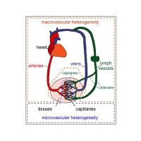 Endothelial Cell Biology Unit (@labluttun) 's Twitter Profile Photo Endothelial Cell Biology Unit (@labluttun) 's Twitter Profile Photo