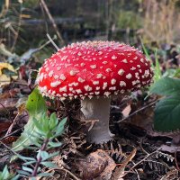 Lee (@learning_lee) 's Twitter Profile