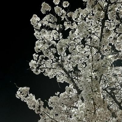 solmaz_17's profile picture. 