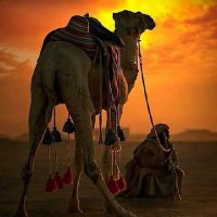 تيمور تيمور (@cch5c) 's Twitter Profile