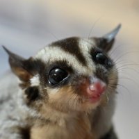 Petaurus breviceps (@kchskmt) Twitter profile photo