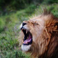 SIMBA...🦁 (@isaacch85187562) 's Twitter Profile