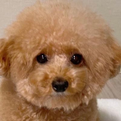 ol__pipi's profile picture. 体力作り🏃 | 読書📕 | 食べ歩き