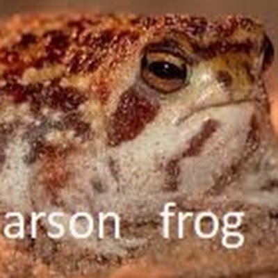 arson frogさんのプロフィール画像