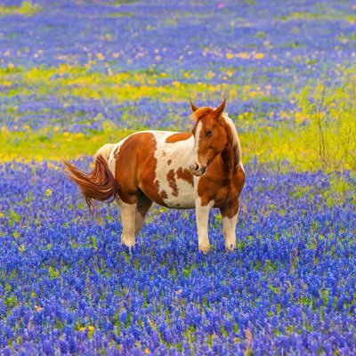 My horse has a new friend 💜