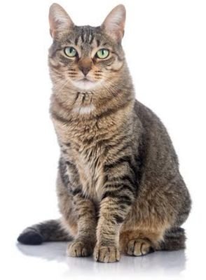 ThiessenRalph's profile picture. board certified emergency orthopedic surgeon.#orthopedics #dislocation #fractures #bonebiology #bone.