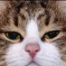 Miaw Purrr (@B4ke_m0n0) Twitter profile photo Miaw Purrr (@B4ke_m0n0) Twitter profile photo