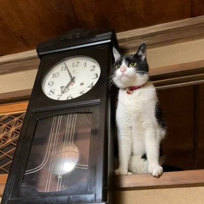 8ware_Hachico's profile picture. ハチワレ猫＆龍さん🫶精麻、ハワイアンムーンのご縁に感謝です🙏✨どうぞよろしくお願いします🐉💕#ドラコミュ #パワマイ