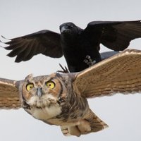 Crowley | X103.9 (parody account) (@mrcrowleyco) 's Twitter Profile