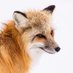 WanderingResearchFox (@KnowledgeFoxes) Twitter profile photo