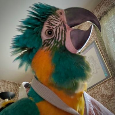 I'm just a guy with a funny parrot (Figgy)

IG: figgy_the_bluethroat