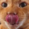 Nicktheancom's profile picture. Anti-Lenin libertory anarchist | Herbivore | Agender masc | Gray-Ace | He/Him | They/Them | 1312 | Against ALL forms of capitalism | Cats and anarchy furever |