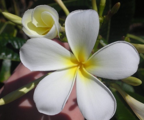 plumeria53's profile picture. 