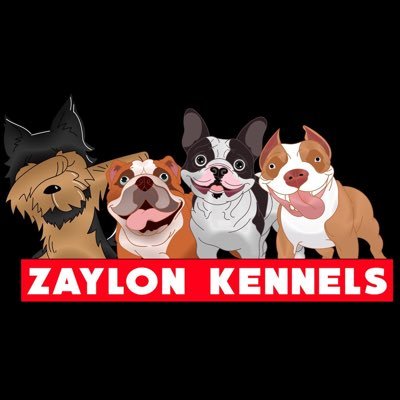 Specializing In French Bulldogs And The American Bully For Stud Services💦 And Breedings🧬Feel Free To Dm📥 If You Have Any Questions And Stay Tuned For Updates