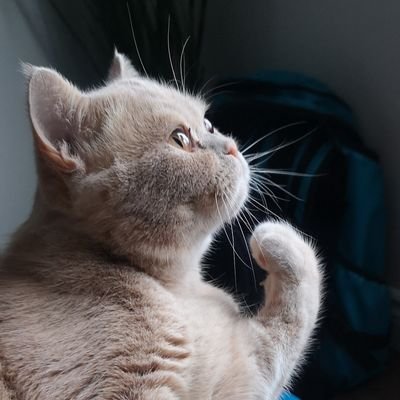 theworldctzen's profile picture. Tweets Cats & Good Vibes