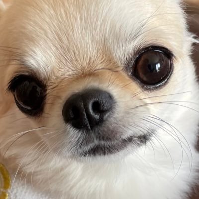 ぐっちゃんさんのプロフィール画像