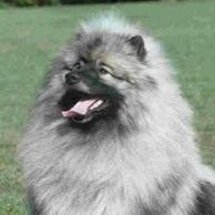 Sonaro M. Profile