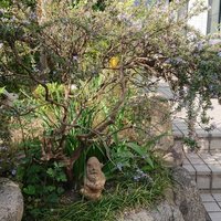 きなこ (@vqtlwpchjcuhubm) 's Twitter Profile