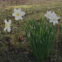 Jolean (@jolean35369710) 's Twitter Profile