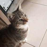 Eng (@engraulus1) 's Twitter Profile