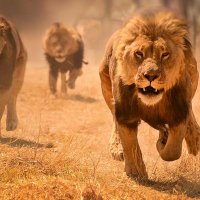 Rah e haq (@muhamma82466282) 's Twitter Profile