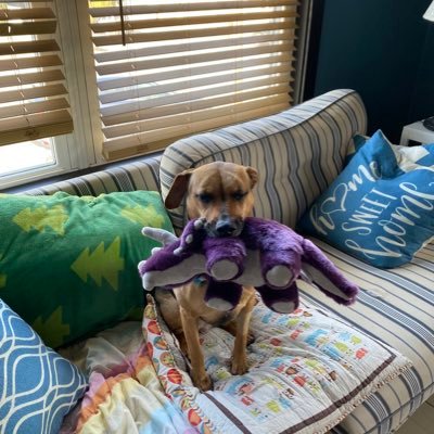 mydogisfree's profile picture. Nordling