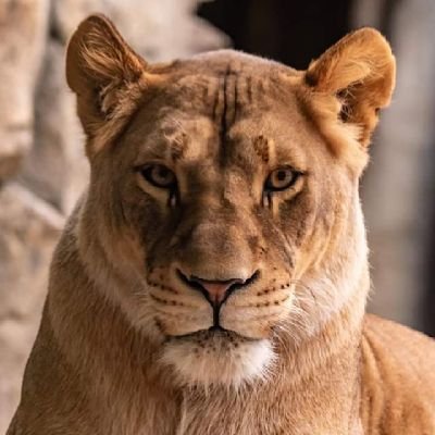 AlamiMo47214568's profile picture. العالمي محمد يعود مجددا رغم كل الحاقدين من الكراعلين والمغاربه الاخوانجين الدفاع عن الوطن هو الحال الواحيد 
امازيغي ابن اسد الاطلس ازول ولن نزول الصحراء مغربيه