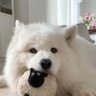 prettydoggoes's profile picture. แอดมินเพจขายขำ FB page: น้องหมาหน้าสวย แอคนี้สำหรับพูดเรื่องสกินแคร์ดูแลผิวเท่านั้น แอคหลักอยู่แอคอื่น