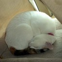 Deb Reed - @MsMiaCat - Twitter