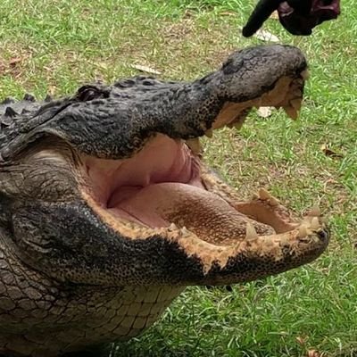 SCOTT !!🐊さんのプロフィール画像