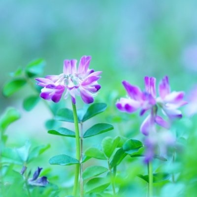 RPBG_BeAl2O4's profile picture. 好きな作品を購入しても勿体無くて読めないという難アリな性分
BL系ドラマや映画も好き 作家さん達のちびキャラに悶える日々
都合により電子書籍派 Kポ界隈の住人でもあるので稀に布教も…
固定ポストが自己紹介、未成年の方のフォローはご遠慮ください