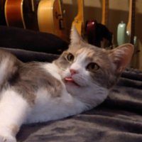 Dan Druff (@smolhause) 's Twitter Profile