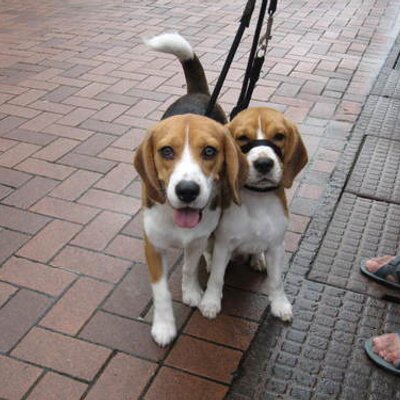 ビーグル犬 雑誌レタスクラブの付録 スヌーピーのシリコン型 でチョコレートを作ったよ 手作りチョコなんて中学生の時以来だわ かわいい仕上がりなので明日 スヌーピーファンの方とピラティスの先生にあげようと思う ホントはデンズモー君にあげたかっ
