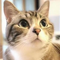 ちびきん (@kin356356) 's Twitter Profile Photo