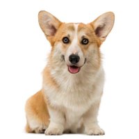 fatcorgi(@fat_corgi123) 's Twitter Profileg