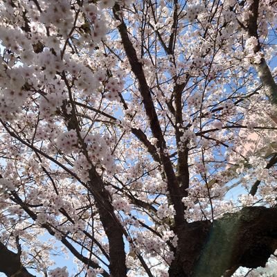 創価学会3世
両親が熱心な学会員で苦しみました。私も幼少期に強制的に学会員になり、おそらく今もそうなのかもしれませんが、私自身は学会活動は一切していません。
公明党は消滅して欲しいです。
日本保守党を応援しています🇯🇵