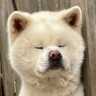 北海道函館市にて秋田犬のショーブリーディングをしています 。Twitterでは子犬メインの写真と動画をシェアさせて頂きます🙈この時期にしかない可愛い子犬を是非ご覧下さい🦴#秋田犬 #秋田犬専門犬舎 #秋田犬ブリーダー #ブリーダー #竜華苑 #akitainu #ruukaen #akitainukennel
