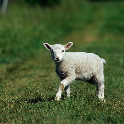 RothRoot's profile picture. Dev and theologian