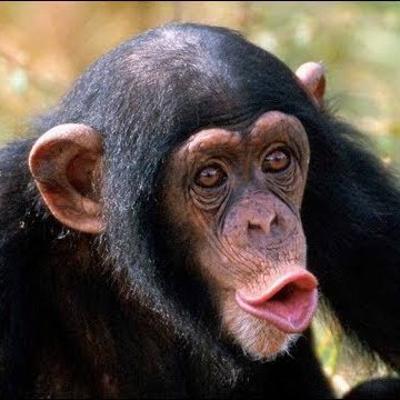 NFT lover & Investor- A Real Ape- Football fan and a fast car enthusiast #BTC #ETH #BAYC