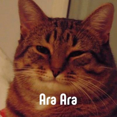 Catsmafu Dorayakiさんのプロフィール画像