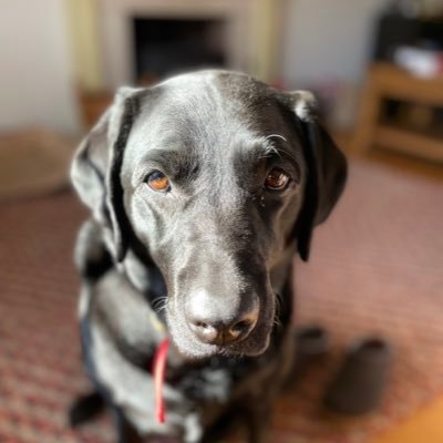 MrsGTaylor3's profile picture. Previously a TA at a rural North Norfolk primary school but still interested in early years and learning through play. Forest School was my favourite 🪵🌳