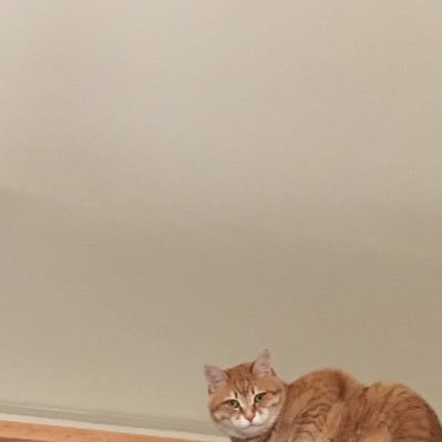 nyantomo225's profile picture. 好きなもの好きなだけ閲覧用アカウント／20↑