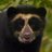 leccechenko's profile image
