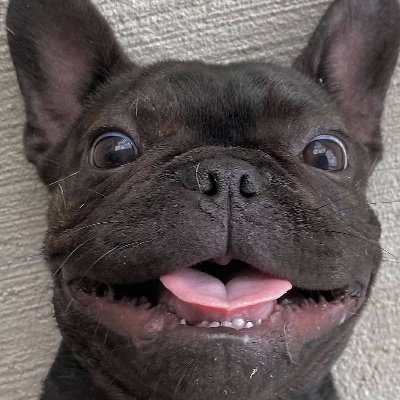 frenchieloverss Profile Picture