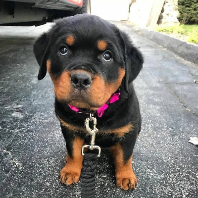 Welcome to #Rottweiler Lovers ❤️     
Follow Us😍 If You Love #Rottweilers!   
This page is dedicated to all #Rottweiler Lovers!