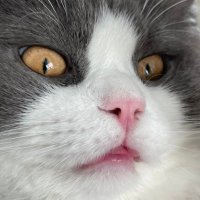 Crispy Sesame (@crispysesame) 's Twitter Profile